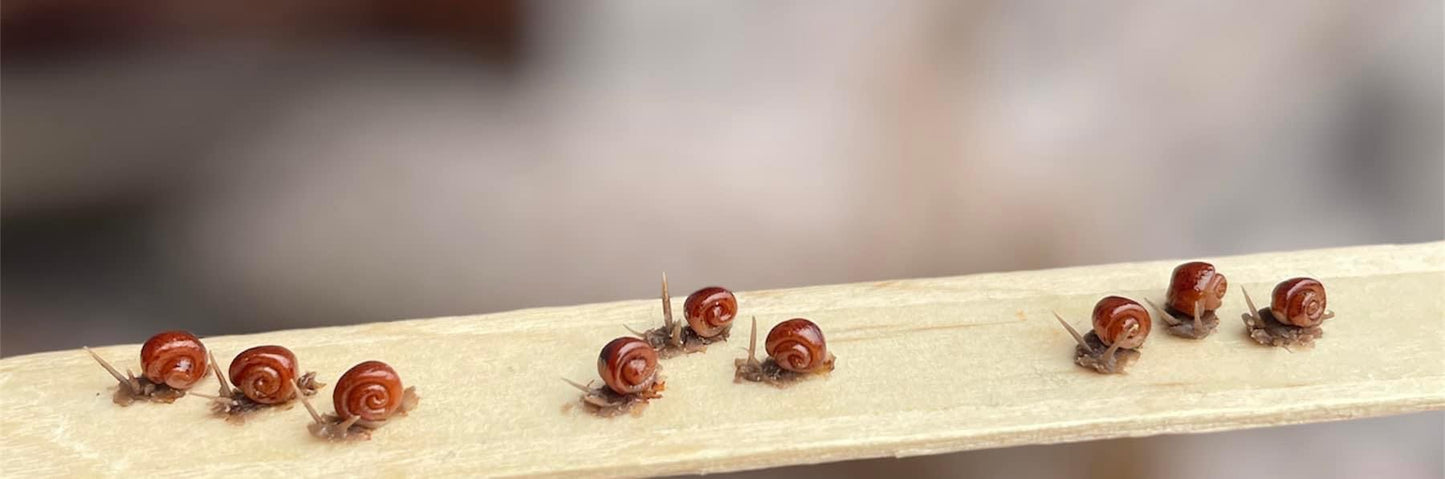 1:12 Snails - Snail - Snails - Handmade - Dollhouse