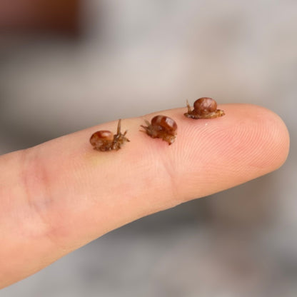 1:12 Snails - Snail - Snails - Handmade - Dollhouse